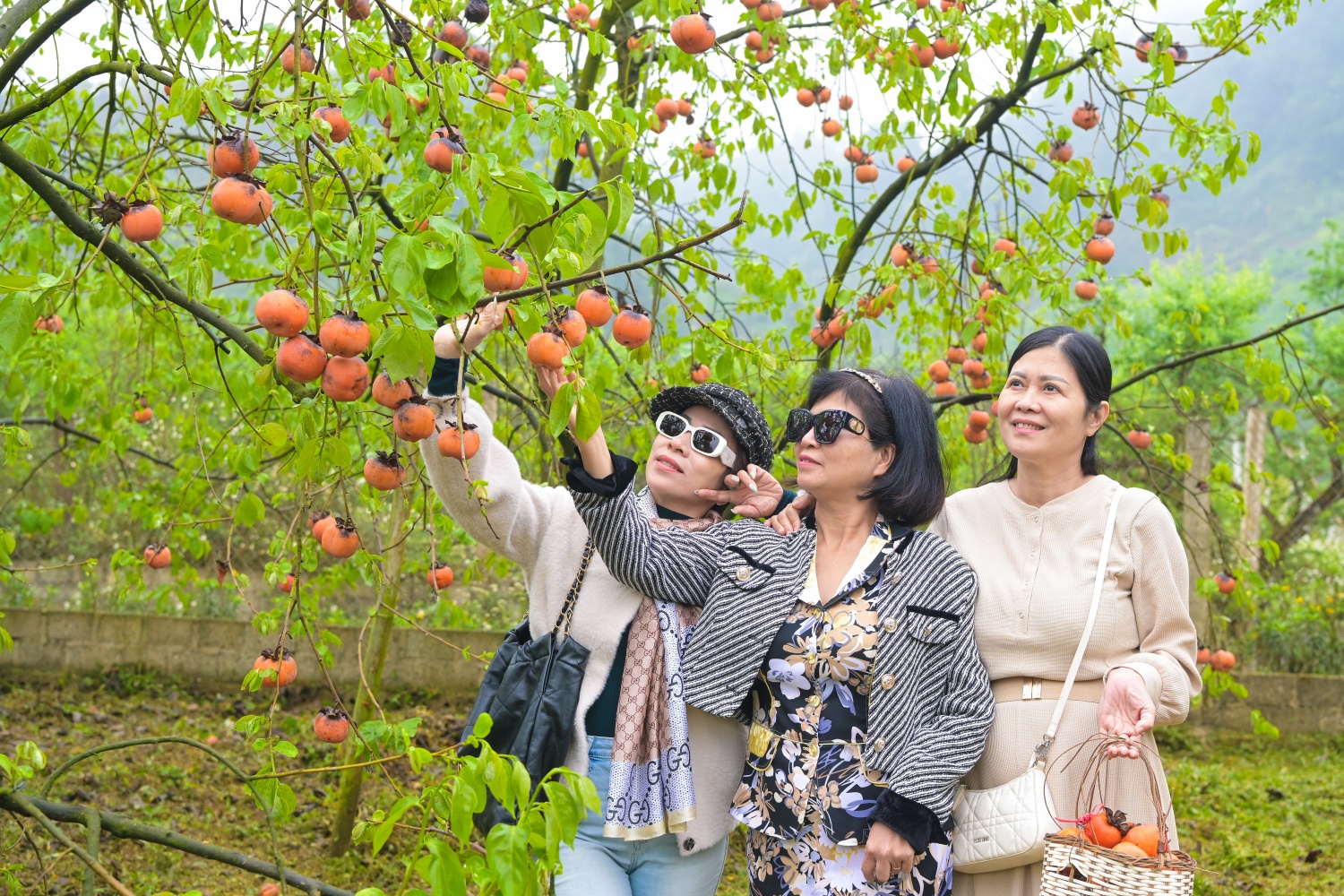  Đoàn tham quan vườn hồng vào mùa sai quả