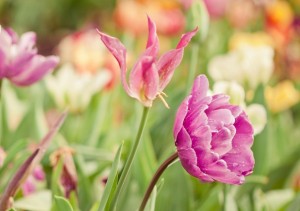 Tử vi tuần mới (30/3-5/4/2026): Tuổi Mão năng lực vượt trội, tuổi Thìn phần thưởng bất ngờ