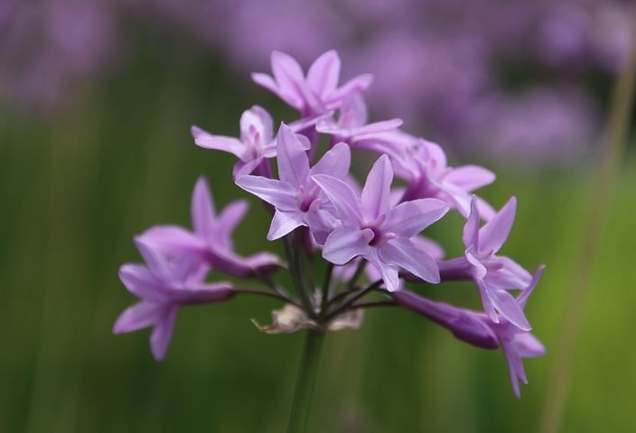 Tử vi tuần mới (13-19/4/2026): Tuổi Tuất bản lĩnh phi thường, tuổi Dậu tài lộc vượng phát