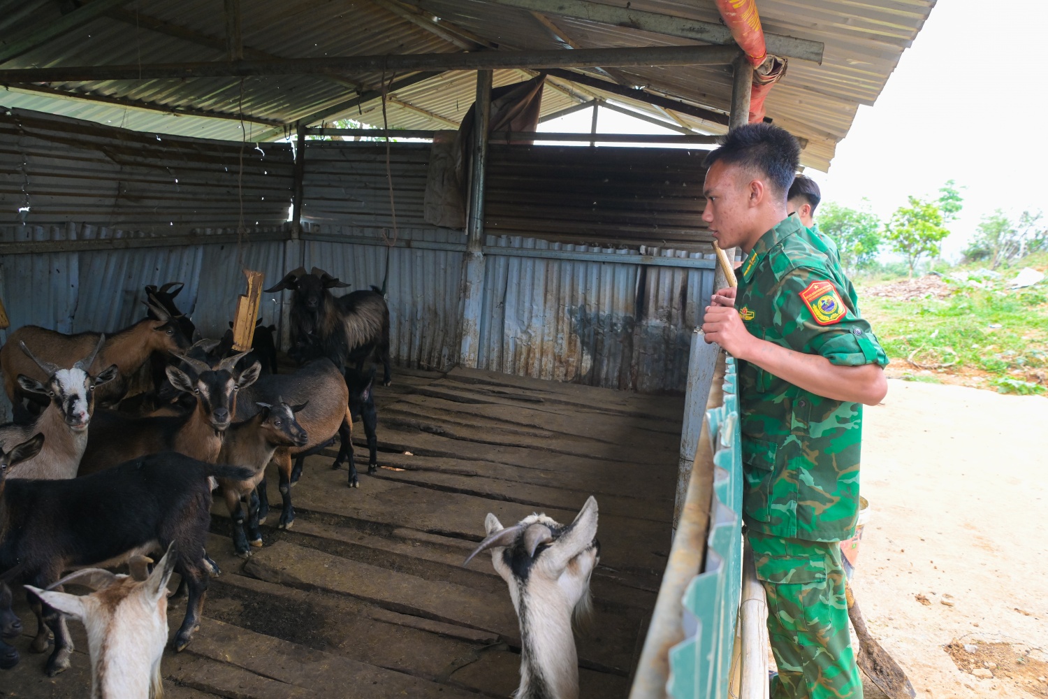 Đàn dê thỉnh thoảng ngẩng đầu nhìn người lạ rồi lại cúi xuống tiếp tục ăn lá