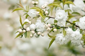 Tử vi tuần mới (27/4-3/5/2026): Tuổi Tý khẳng định tài năng, tuổi Ngọ sự nghiệp tiến triển