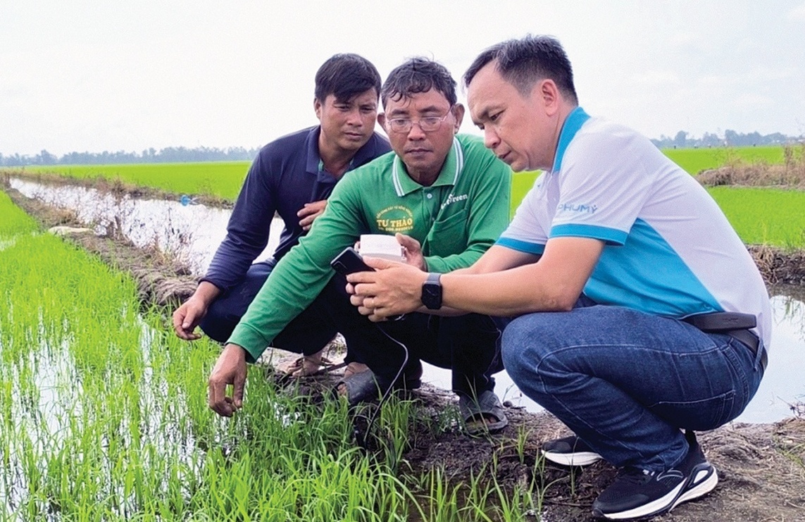 Những hạt phân bón giữ màu xanh cho đất