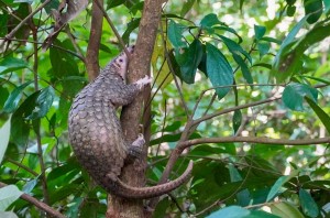 Quảng Ngãi: Bốn cá thể động vật quý hiếm được đưa trở lại rừng