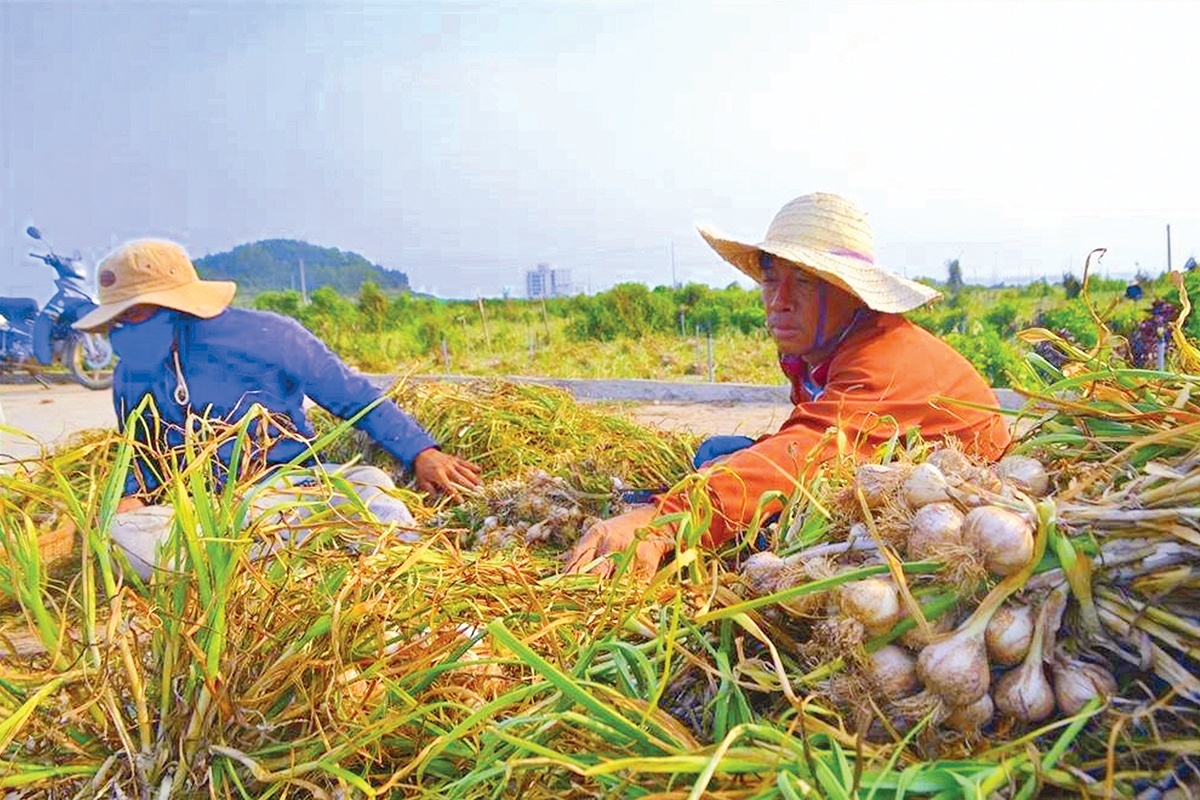 Tỏi Lý Sơn - “Đại sứ” của đảo tiền tiêu