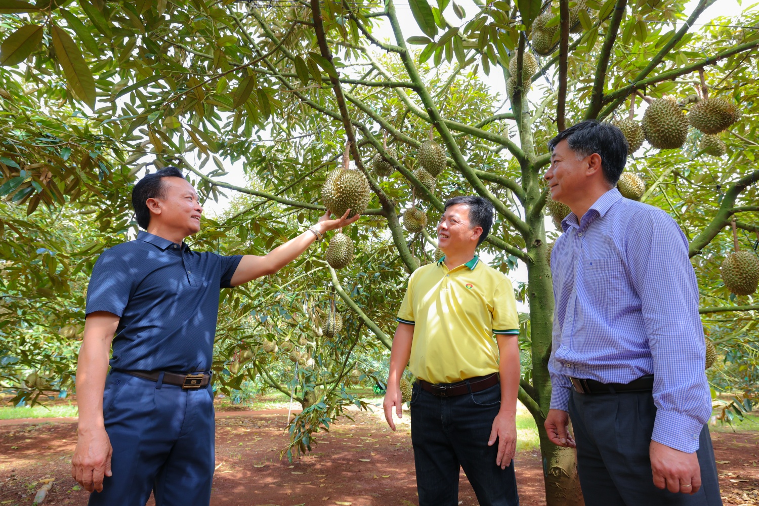 Bí quyết trồng sầu riêng cho nhiều trái loại A, lãi cao Bí quyết trồng sầu riêng cho nhiều trái loại A, lãi cao