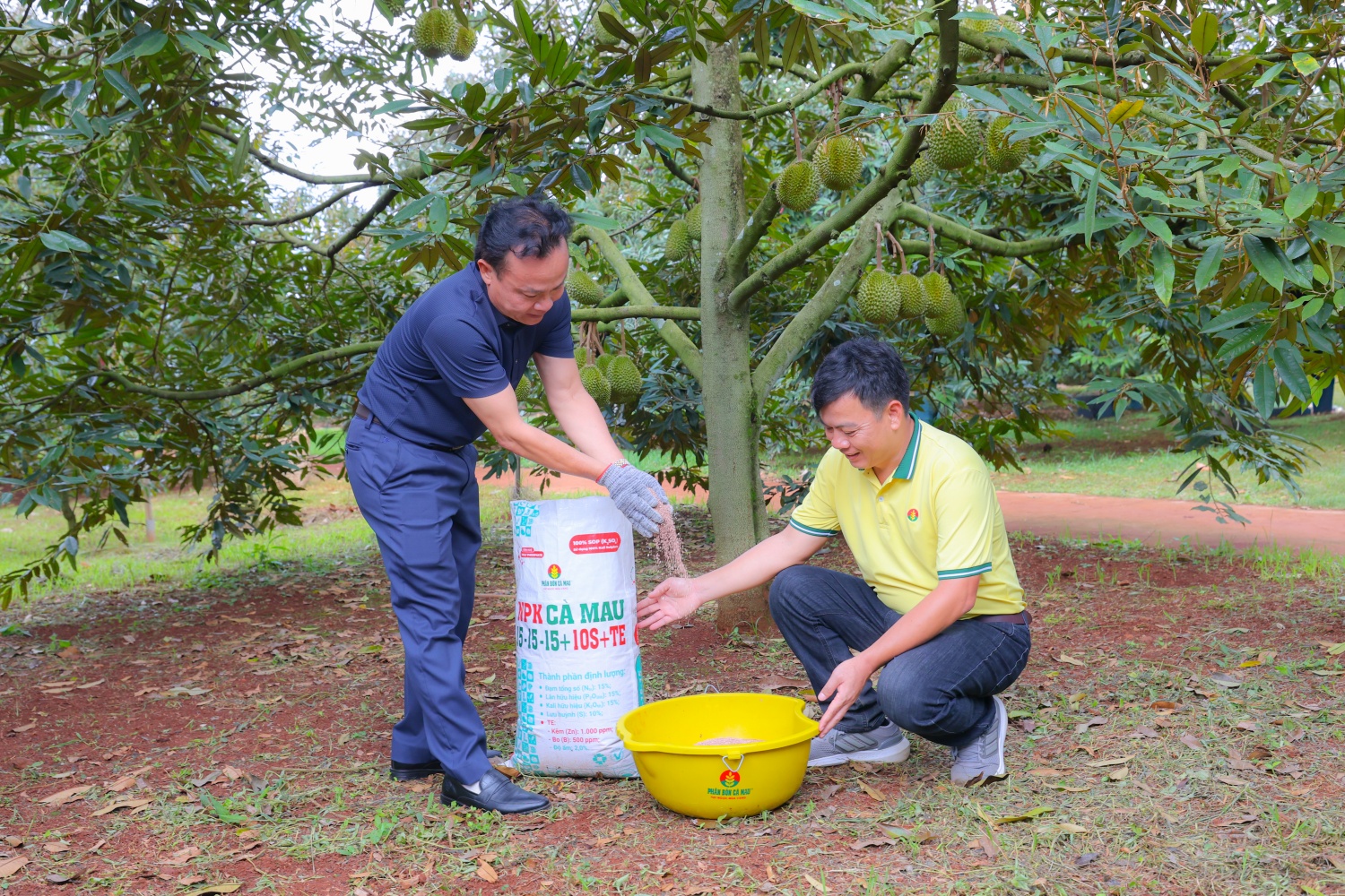 Bí quyết trồng sầu riêng cho nhiều trái loại A, lãi cao Bí quyết trồng sầu riêng cho nhiều trái loại A, lãi cao