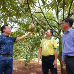 Bí quyết trồng sầu riêng cho nhiều trái loại A, lãi cao