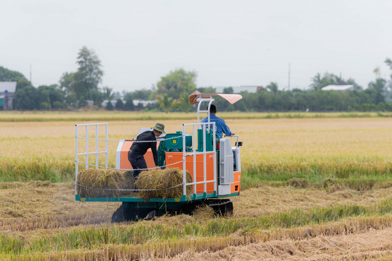 Phân bón Cà Mau mở lối canh tác lúa thích ứng biến đổi khí hậu