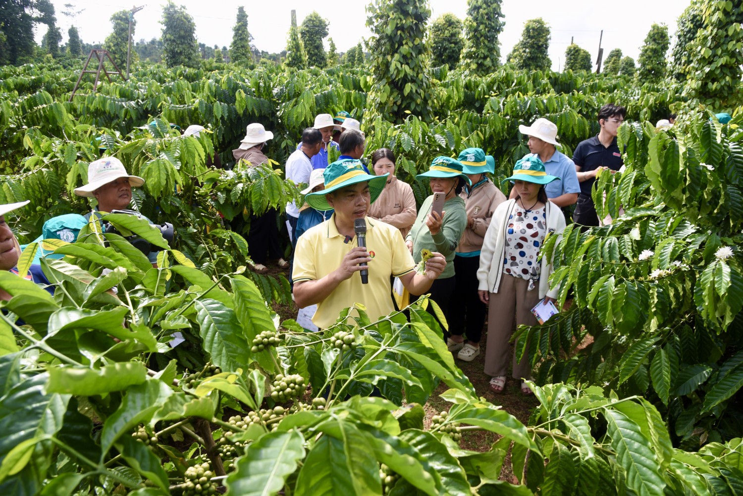 Nâng chất Robusta Việt: Phân bón Cà Mau đưa công nghệ số vào quản lý canh tác tại vùng trồng