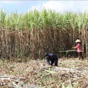 Triển khai giải pháp phát triển ngành mía đường trong tình hình mới