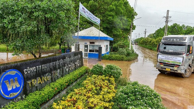   Thời tiết mát mẻ, mưa nhẹ làm dịu bớt khí hậu mùa hè miền Bắc đã tạo điều kiện thuận lợi cho việc vận chuyển đàn bò về trang trại  