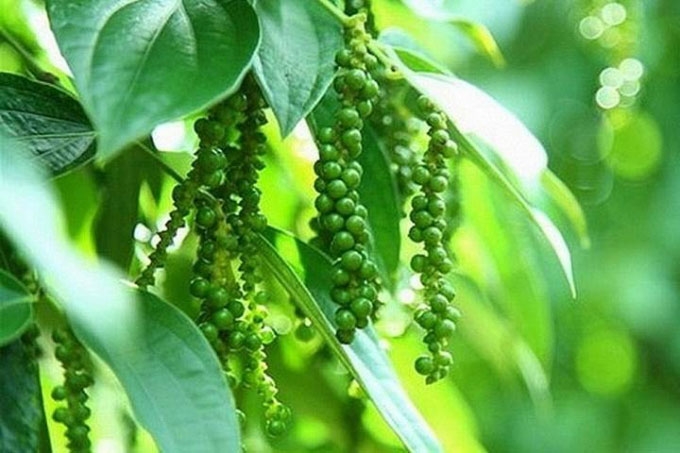 Ảnh minh hoạ.https://kinhtexaydung.petrotimes.vn