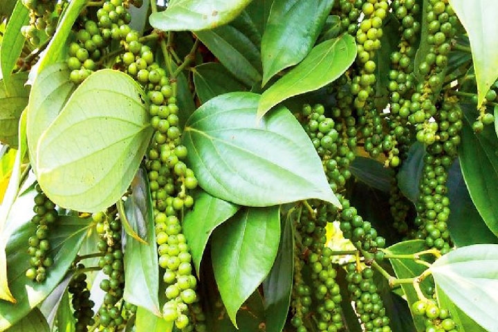 Ảnh minh hoạ.https://kinhtexaydung.petrotimes.vn