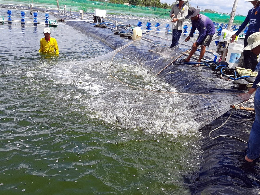 Làm thế nào để tránh 