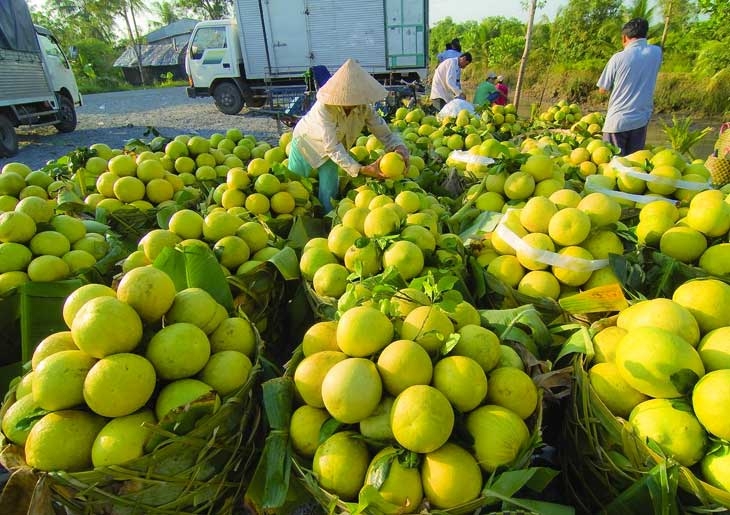 Chuỗi cung ứng nông sản - Đòi hỏi bức thiết