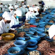 Bộ Công Thương vào cuộc hỗ trợ doanh nghiệp có nguy cơ mất trắng 100 container hạt điều