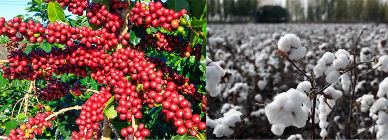 Cà phê, bông bứt phá, đường cà phê sụt giảm nhẹ trong phiên 9/11