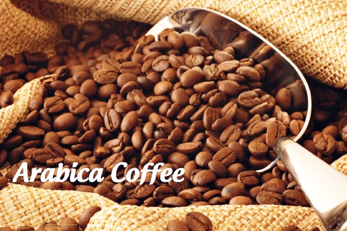 Giá cà phê Arabica có thể tiếp tục hướng lên mức 130.00 trong tuần này Giá cà phê Arabica có thể tiếp tục hướng lên mức 130 cents  trong tuần này