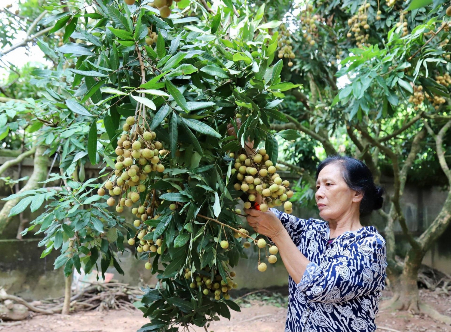 Kết nối tiêu thụ đặc sản nhãn lồng Hưng Yên