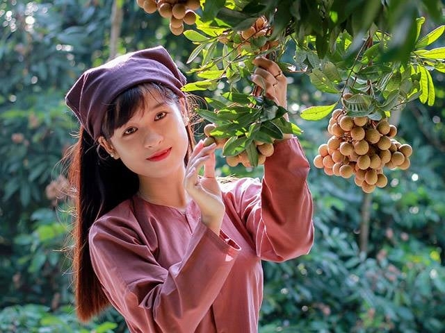 Kết nối tiêu thụ đặc sản nhãn lồng Hưng Yên
