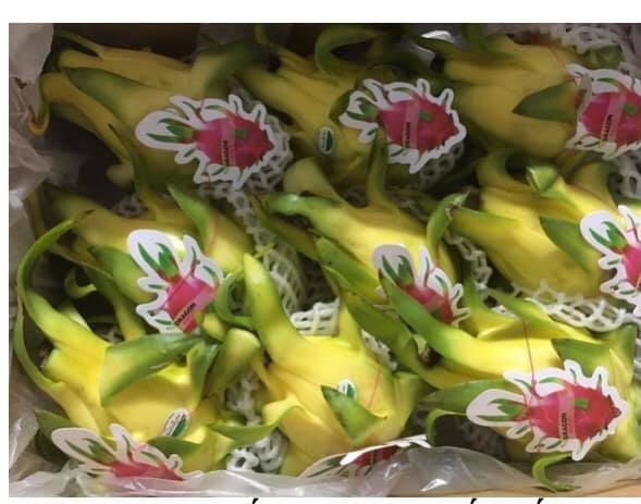 Để trái thanh long thực sự thành nông sản xuất khẩu chủ lực