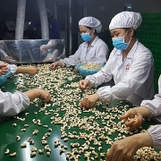 Nhiều doanh nghiệp xuất khẩu điều có nguy cơ mất hàng trăm triệu USD: Thủ tướng chỉ đạo khẩn trương tháo gỡ