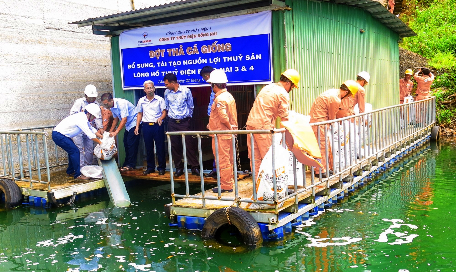 Thả 500 kg cá giống tái tạo nguồn lợi thủy sản hồ thủy điện Đồng Nai 3 & 4