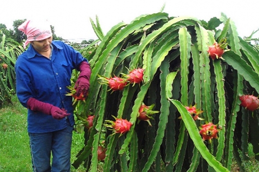 viet nam duoc cap phep xuat khau thanh long tuoi vao uc