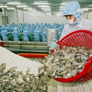 Tin tức kinh tế ngày 21/10: Xuất khẩu tôm sang Mỹ giảm mạnh