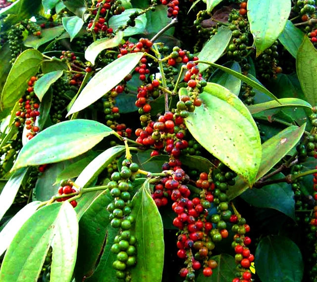 Giá tiêu hôm nay 29/5: Nối dài đà tăng