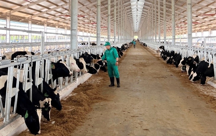 Trang trại Vinamilk Lao-Jagro tiếp nhận đàn bò sữa 1.000 con từ Mỹ Trang trại Vinamilk Lao-Jagro tiếp nhận đàn bò sữa 1.000 con từ Mỹ