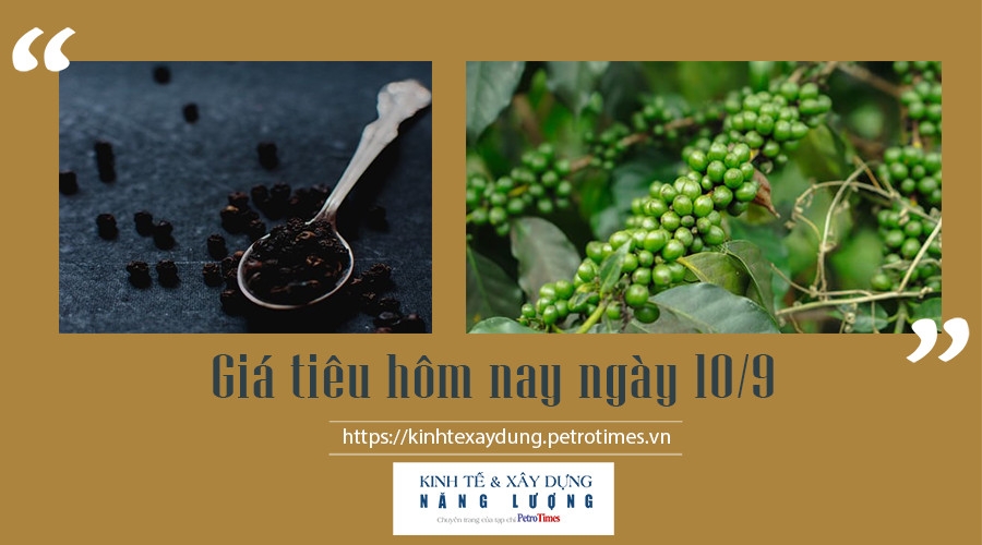 Giá tiêu hôm nay ngày 10/9: Vững đà đi ngang