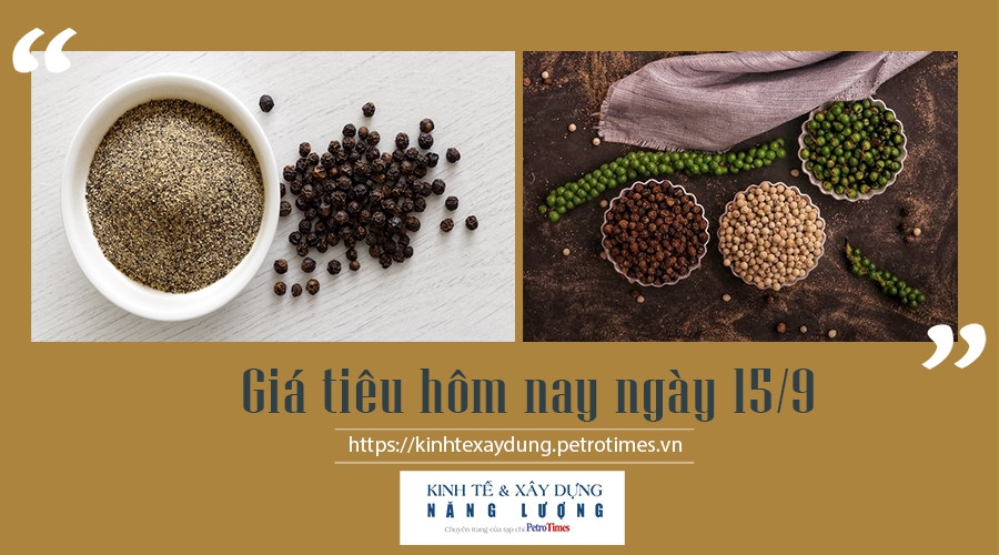 Giá tiêu hôm nay ngày 15/9: Tiếp tục đi ngang