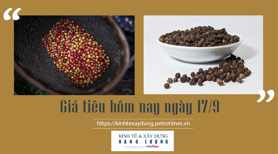 Giá tiêu hôm nay ngày 17/9: Duy trì mức ổn định