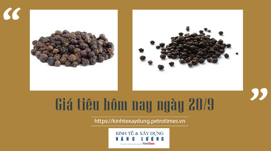 Giá tiêu hôm nay ngày 20/9: Giữ mức ổn định