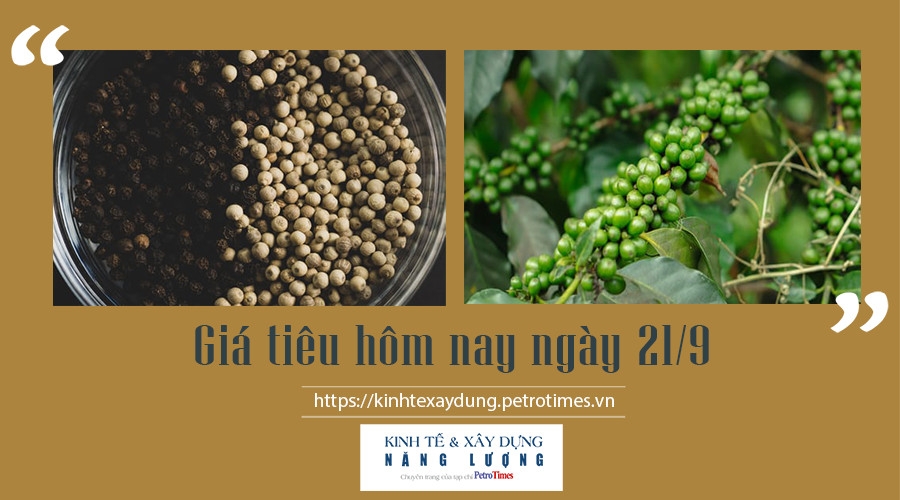 Giá tiêu hôm nay ngày 21/9: Thị trường ổn định