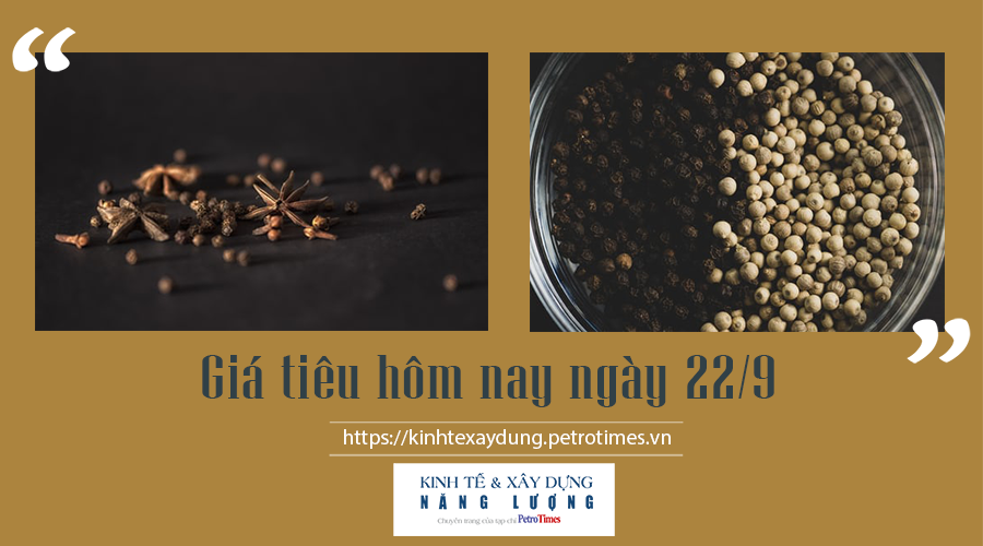 Giá tiêu hôm nay ngày 22/9: Thị trường không có biến động