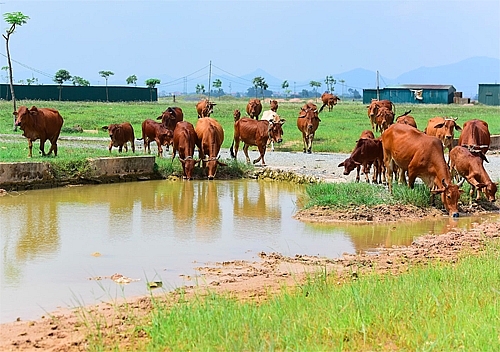 Hà Nội sẽ thu hồi hàng loạt dự án xây dựng ha noi se thu hoi hang loat du an xay dung