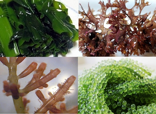 Tại sao Rong biển lại được ưa chuộng đến vậy?