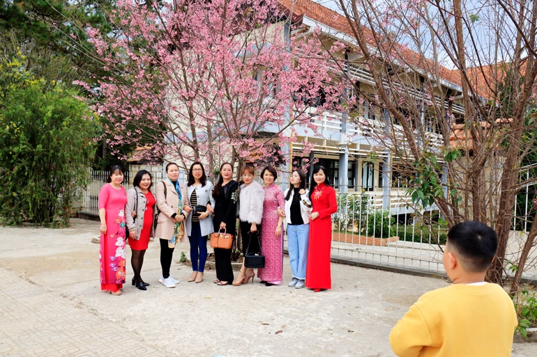 Đà Lạt rực rỡ sắc mai anh đào Đà Lạt rực rỡ sắc mai anh đào