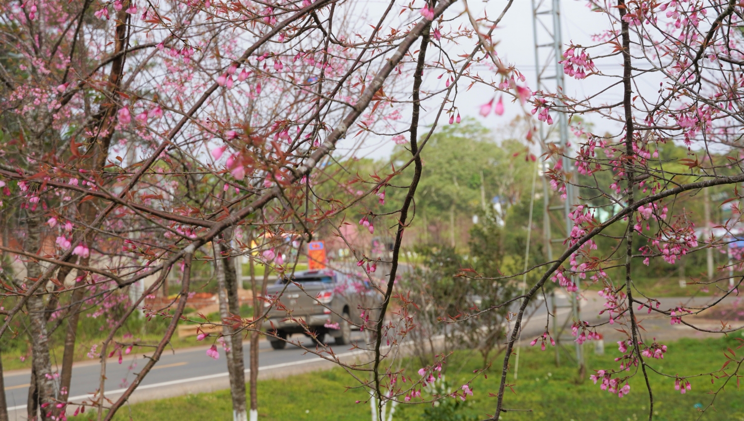 Ngắm mai anh đào nở rộ ở Măng Đen