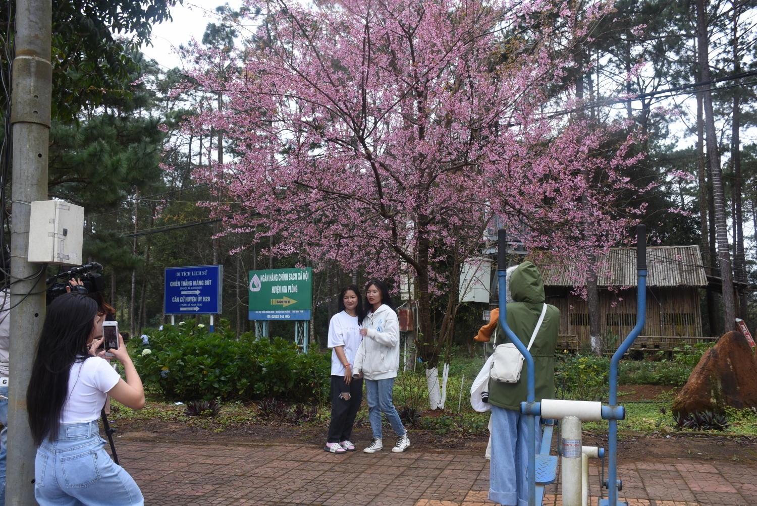 Ngắm mai anh đào nở rộ ở Măng Đen