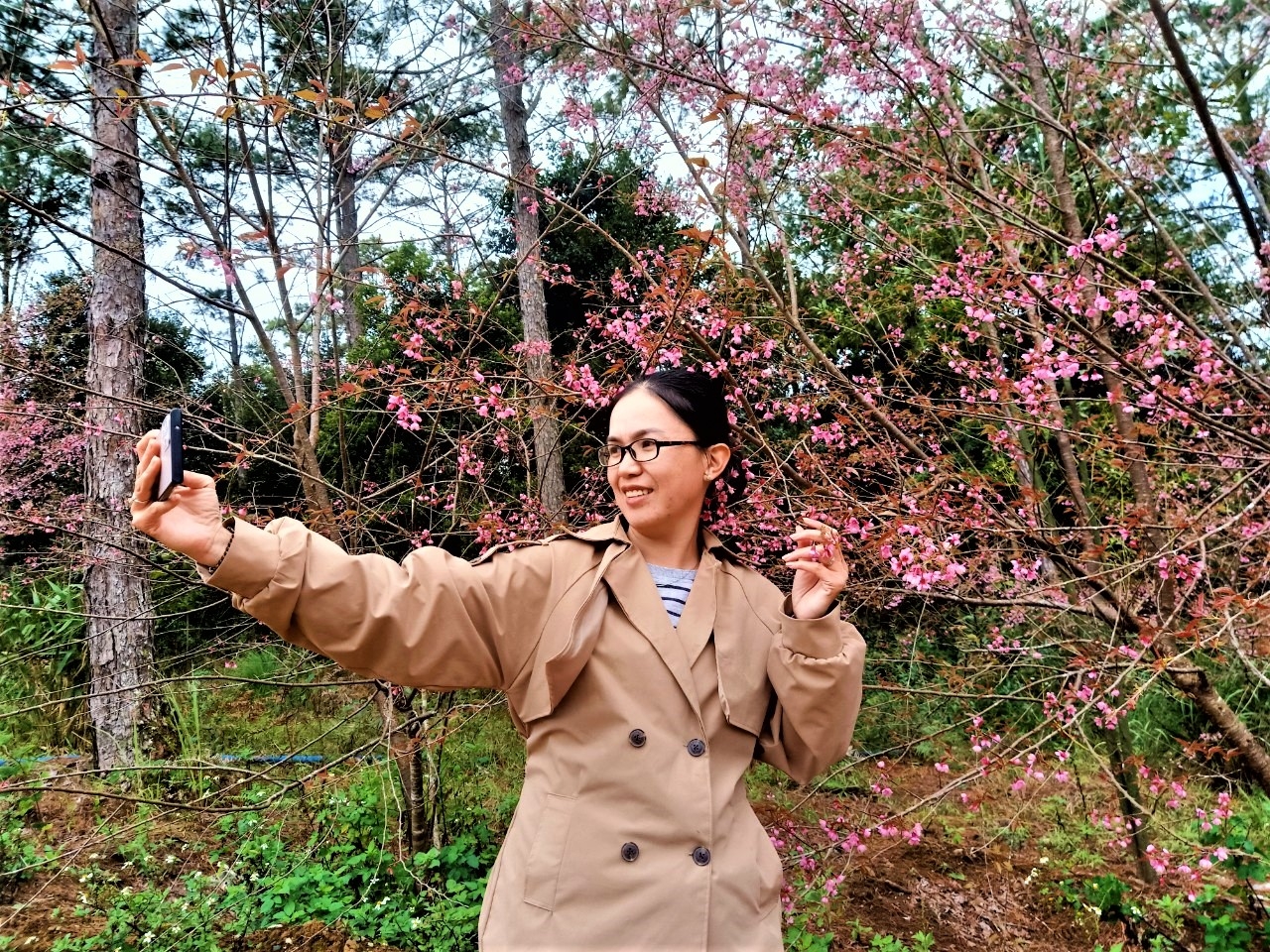 Ngắm mai anh đào nở rộ ở Măng Đen