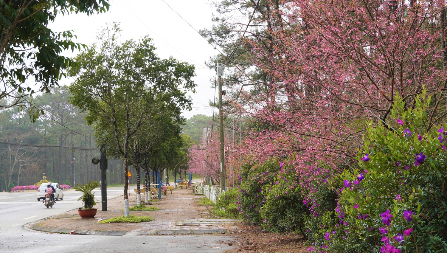 Ngắm mai anh đào nở rộ ở Măng Đen