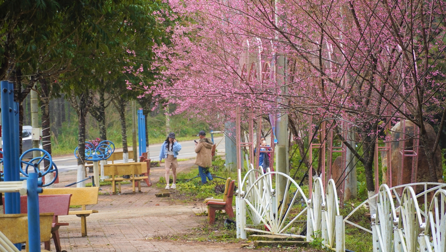 Ngắm mai anh đào nở rộ ở Măng Đen