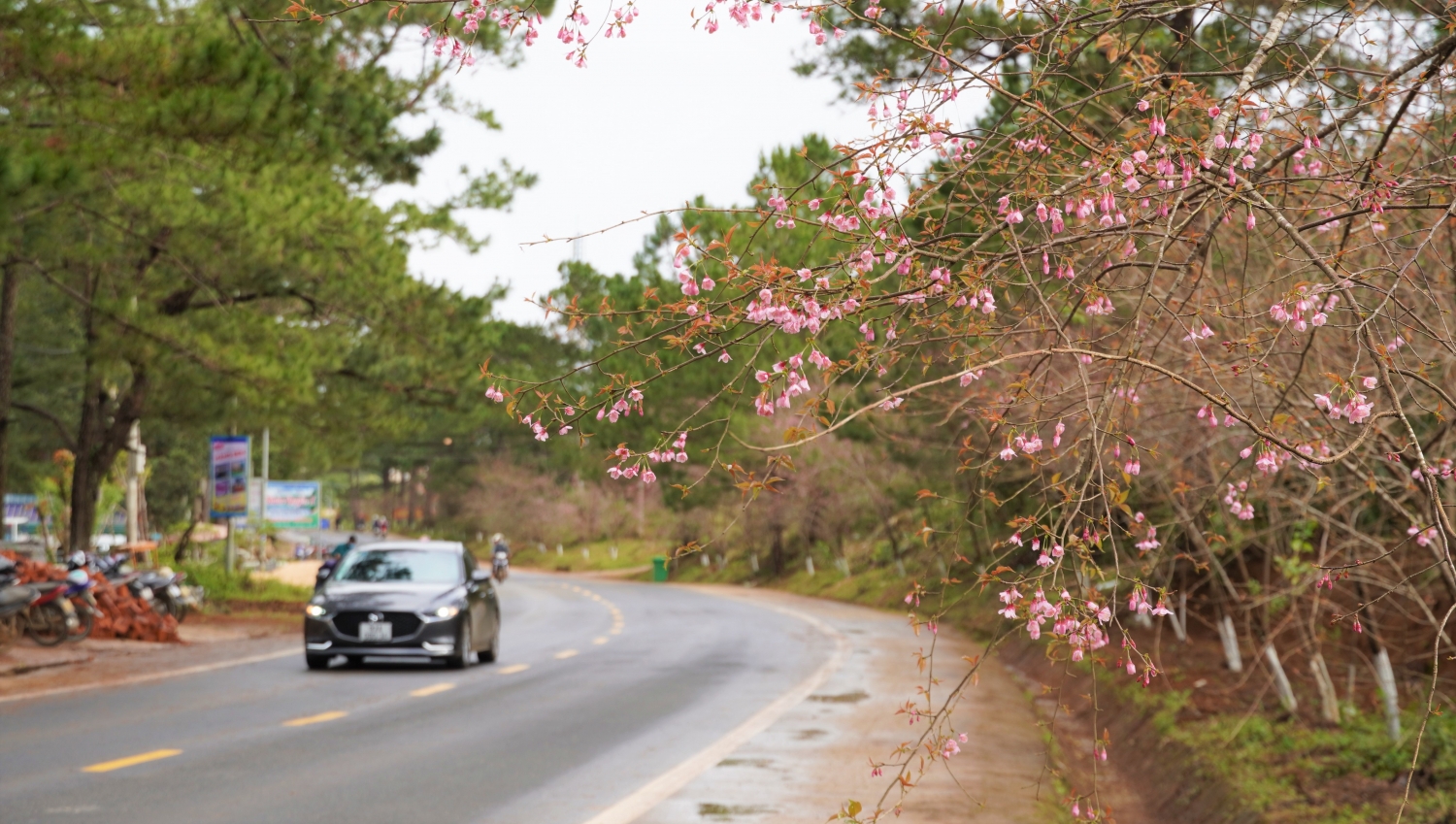 Ngắm mai anh đào nở rộ ở Măng Đen