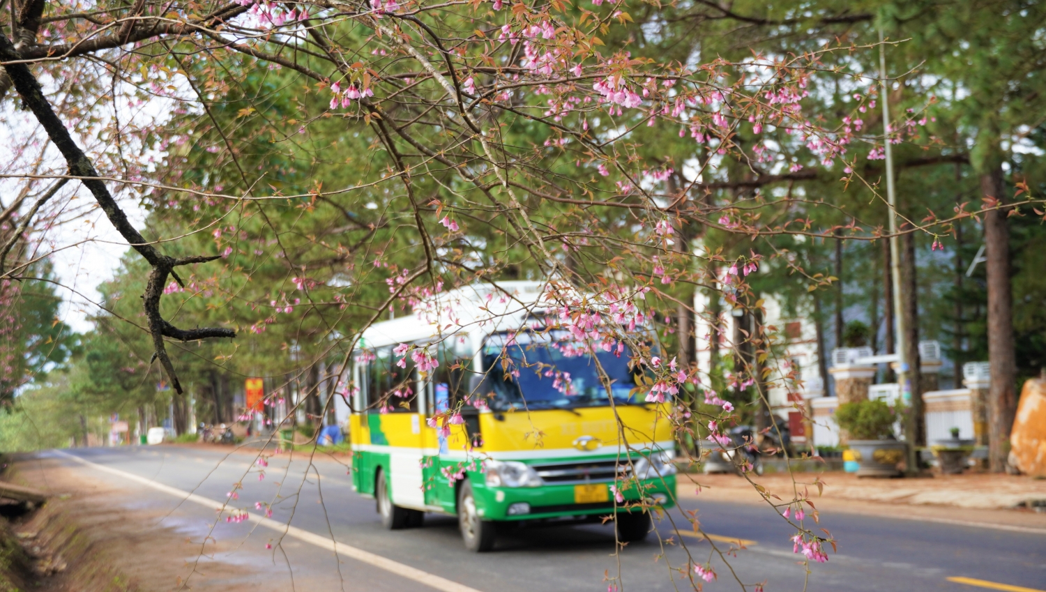 Ngắm mai anh đào nở rộ ở Măng Đen