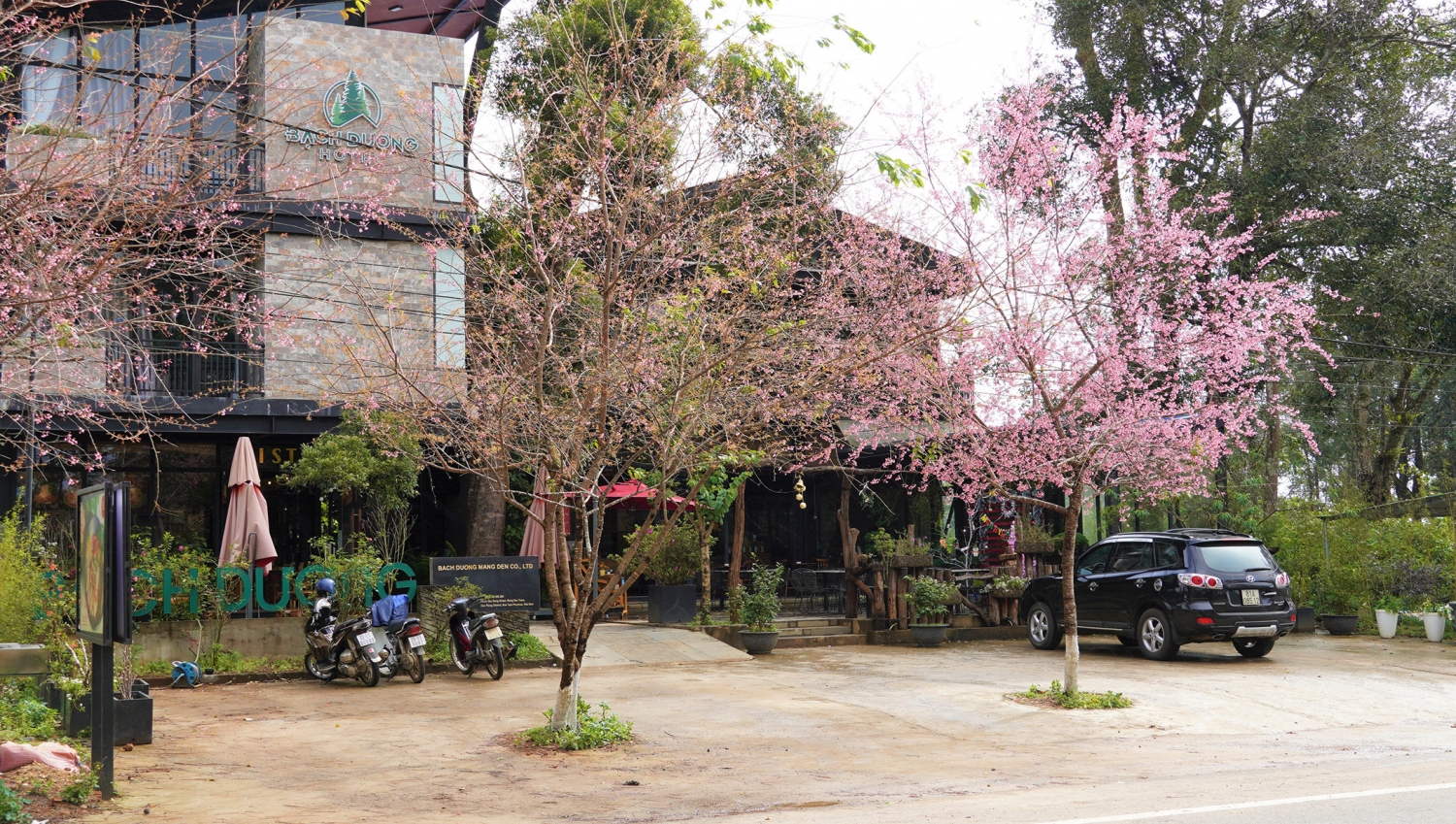 Ngắm mai anh đào nở rộ ở Măng Đen