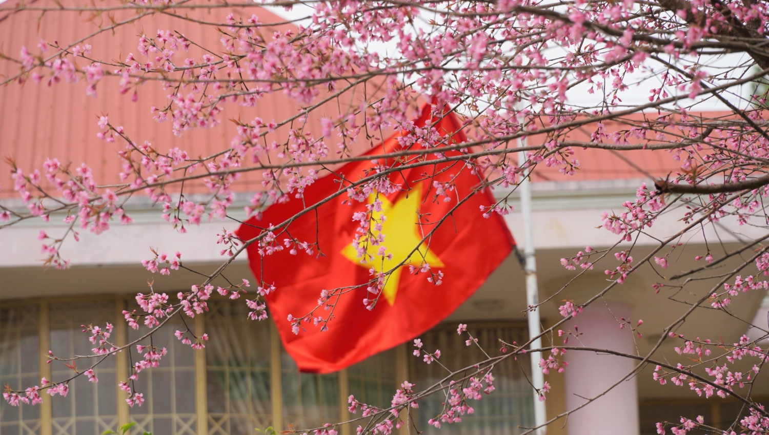 Ngắm mai anh đào nở rộ ở Măng Đen