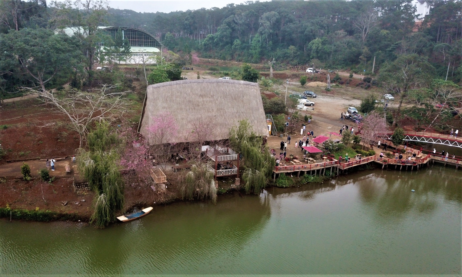 Ngắm mai anh đào nở rộ ở Măng Đen
